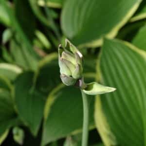 Up close on a green hosta bud with large green leaves in background