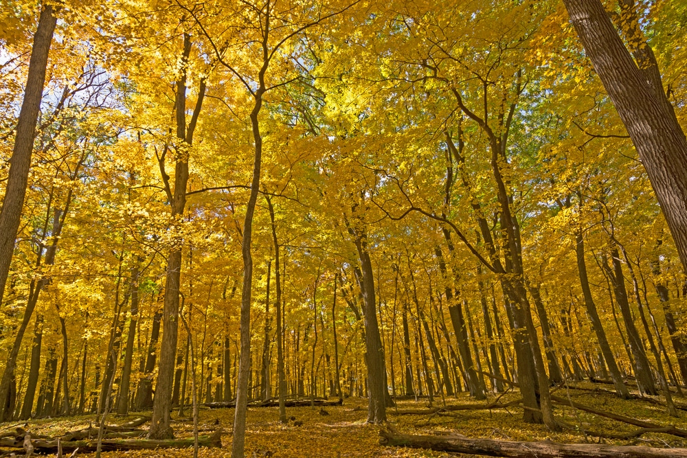 Gorgeous fall foliage at Iowa State Parks near Lake Okoboji